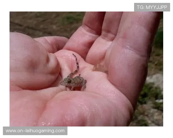 全运会网球赛飞蛾误入赛场，工作人员澄清并非蟑螂未影响比赛